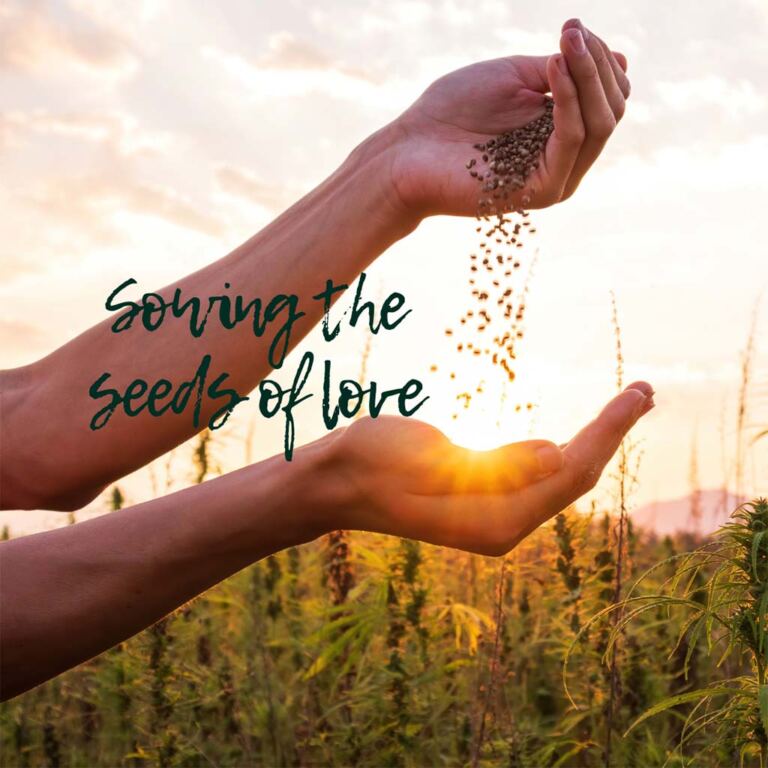 Seeds of love hemp seeds Blog