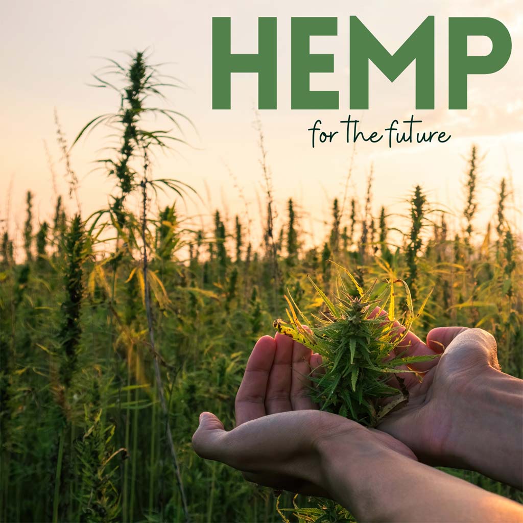 Hemp for the future 6 Hemp for the future Blog