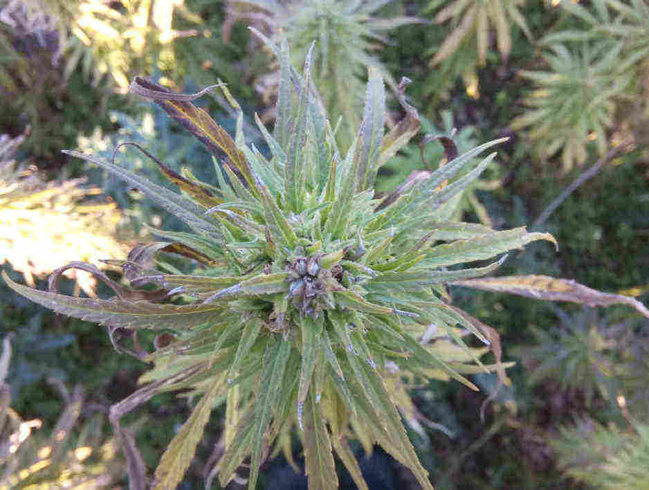 hempmatters