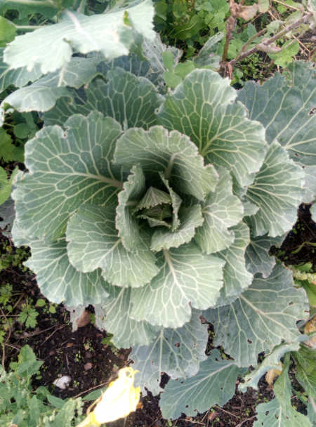 Cabbage Winter Growing