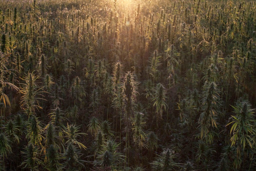 Cannabis and Covid-19. Field of hemp with the sun setting behind.
