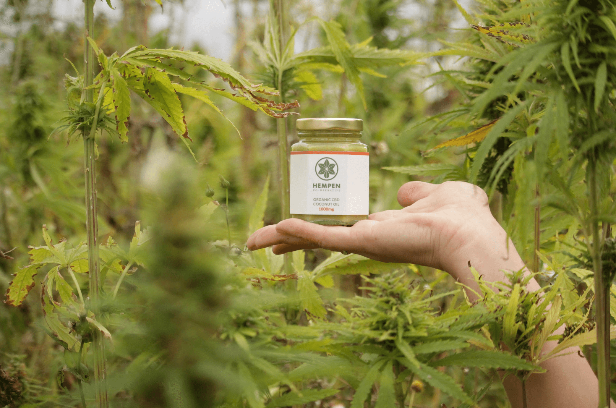 CBD Gift Set - High Strength 2 CBD Gift Set - High Strength - Image 2