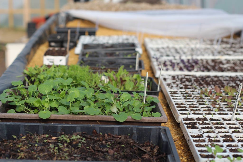Growing seedlings in the polytunnel
