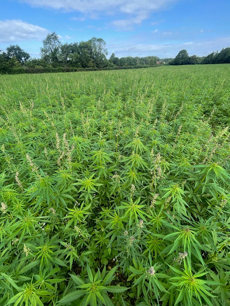 Another year, another hemp licence 6 hemp licence